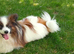 Papillon dog