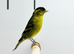 Siskin