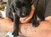 LABRADOR FEMALE
