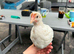 Amber link hen