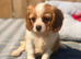 Beautiful Cavalier King Charles puppies