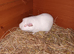 White self pew guinea pigs