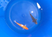 koj carp for sale