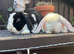 Mini Plush Lops