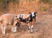 very nice pedigree young Dutch spotted ram available