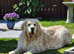 Golden Retriever puppy - Male - Must be KC registered NO puppy farms