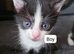 Kittens