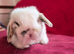 Baby Charlie Tri girl and boy available