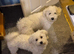 I sell puppies Bichon Frise