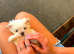 2 Miniature malteses girls for sale