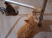 Lovely Kittens