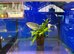 XL Opaline Gourami (Trichopodus trichopterus)