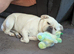 4 year old frug for sale