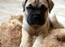 KC Bullmastiff Bitch top quality health tested