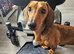 Female dachshund