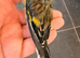 2025 goldfinch mule
