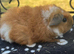 Lovely female guinea pigs for sale