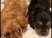 King Charles puppy’s