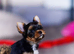 PRICKED EARS KC DNA MINIATURE YORKSHIRE TERRIERS