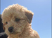 LABRADOODLE PUPPIES