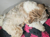 Stunning Tibten Terrier Boy