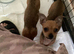 Chihuahuajack puppies for sale