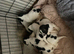 3 springer spaniel puppies