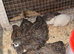 Chinese painted quails