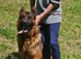 German shepherd for stud