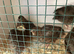Jumbo tuxedo quail