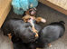 Beautiful smooth small black & tan Jack Russell puppies