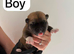 Huskita puppy’s for sale