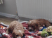 Cavapoos