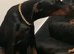 Royal KC Doberman puppies