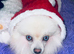 Stunning TINY White Cream Neutered Pomsky Blue Eyes