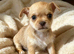 Chihuahua Cross Chinese Crested Pups