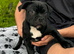 staffy puppies