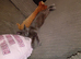2 female kittens