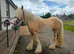 Stunning palomino gelding