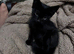 Male kittens