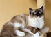 For Stud - Seal point mitted carrying Mink and Choc