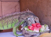 Green iguana