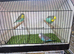 Male budgies available