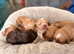 Cockapoo puppies F1