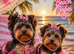 Yorkshire terriers