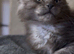 Maine Coon Kittens *Ready to leave