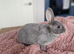 Mini rex kits