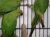 X4 Beautiful Olive and Green Young Indian Ringneck Talking Parrots