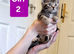 Beautiful Tabby kittens
