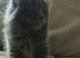 5 Beautiful Kittens British Blue x